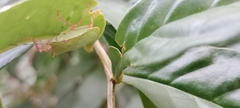 Hemiptera
