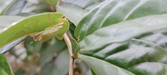 Hemiptera