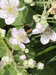 Bombus terrestris