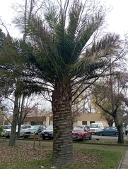 Jubaea chilensis