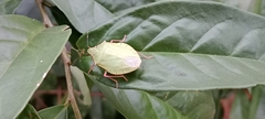 Hemiptera