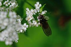 Cheilosia variabilis
