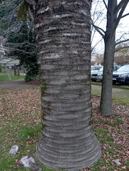 Jubaea chilensis