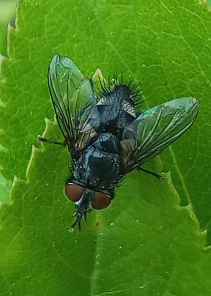 Ethillini