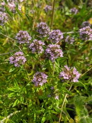 Thymus dzevanovskyi