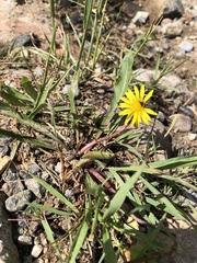 Taraxacum palustre