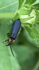 Calochromus perfacetus