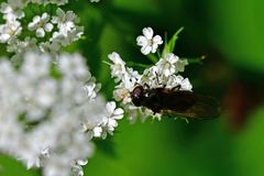 Cheilosia variabilis