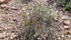 Monardella odoratissima glauca