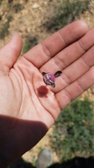 Monardella odoratissima glauca