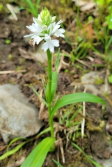 Anacamptis pyramidalis