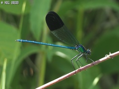 Calopteryx syriaca