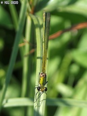 Calopteryx syriaca