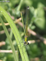 Calopteryx syriaca