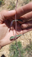 Monardella odoratissima glauca