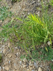 Stachys angustifolia
