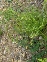 Stachys angustifolia