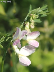 Vicia galeata