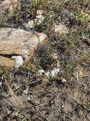 Smelowskia alba