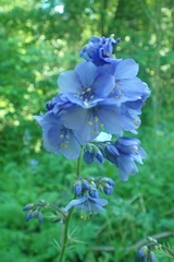 Polemonium caeruleum