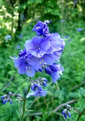 Polemonium caeruleum