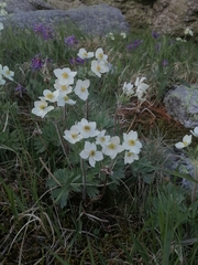 Anemonastrum crinitum