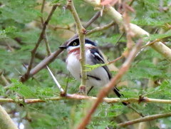 Batis molitor molitor