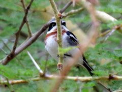 Batis molitor molitor