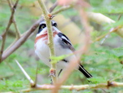 Batis molitor molitor