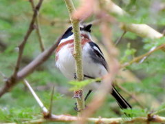 Batis molitor molitor