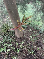 Tillandsia guatemalensis