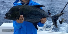 Caranx lugubris