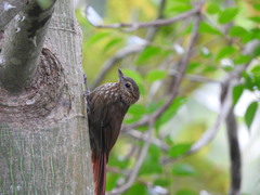 Wedge-Billed Woodcreeper photo 1