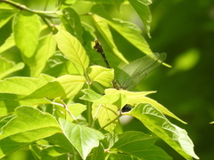 Gomphurus fraternus