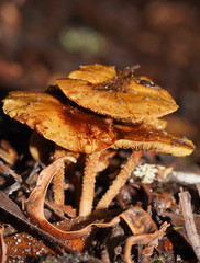 Pholiota squarrosipes