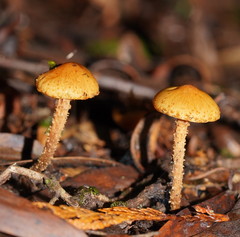 Pholiota squarrosipes