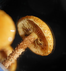 Pholiota squarrosipes