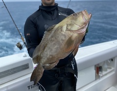 Epinephelus morio