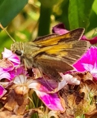 Polites themistocles