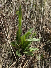 Tephroseris integrifolia