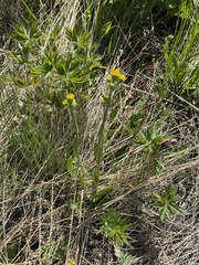 Tephroseris integrifolia