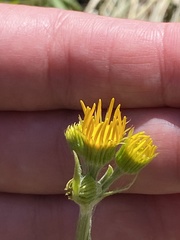 Tephroseris integrifolia