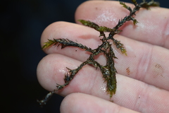 Fontinalis antipyretica