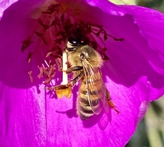Apis mellifera
