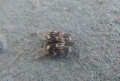 Anthrenus picturatus