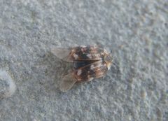 Anthrenus picturatus