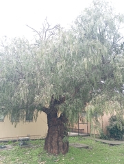 Schinus molle