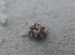 Anthrenus picturatus