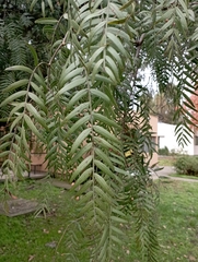 Schinus molle