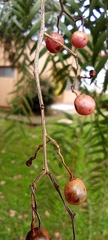 Schinus molle